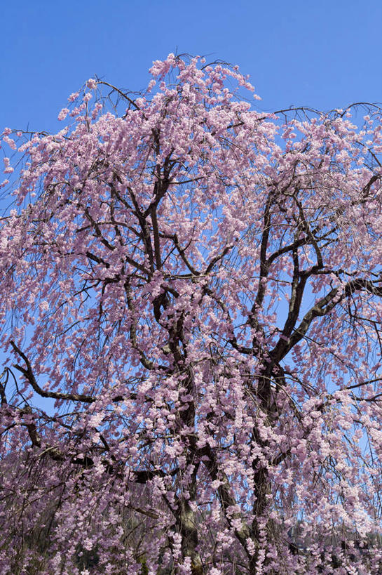 无人,竖图,室外,特写,白天,仰视,旅游,度假,幸福,纯洁,美景,植物,樱花,日本,亚洲,许多,盛开,景观,樱花树,花蕾,娱乐,花,花瓣,花朵,鲜花,树,树木,粉色,蓝色,绿色,蓝天,天空,自然,天,花苞,花蕊,享受,休闲,景色,放松,生长,晴朗,成长,等待,生命,自然风光,东亚,本州,万里无云,关东地方,本州岛,日本国,群马,群马县,仙樱花,福岛樱,青肤樱,高尚,热烈,晴空,晴空万里,荆桃,彩图,低角度拍摄