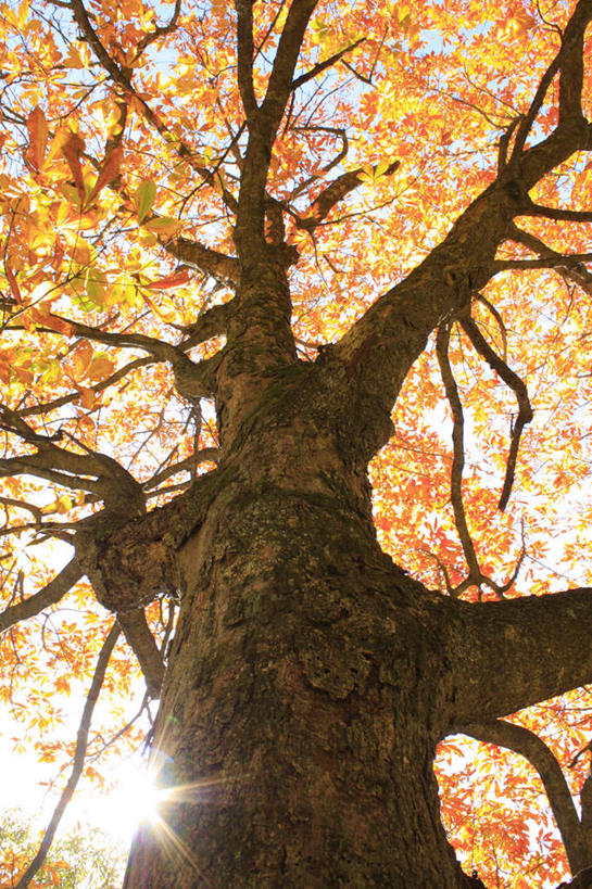 无人,竖图,室外,白天,仰视,旅游,度假,美景,秋季,太阳,植物,叶子,长野县,日本,亚洲,一棵,许多,阴影,光线,影子,景观,枯叶,落叶,娱乐,树,树木,黄色,红色,蓝色,绿色,蓝天,天空,阳光,自然,天,享受,休闲,景色,放松,生长,晴朗,成长,自然风光,东亚,七叶树,本州,万里无云,本州岛,日本国,中部地方,长野,娑罗树,叶,叶片,晴空,晴空万里,秋,秋天,彩图,低角度拍摄