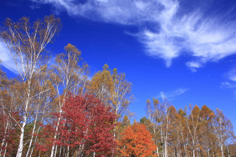 无人,横图,室外,白天,仰视,旅游,度假,美景,秋季,树林,植物,叶子,长野县,日本,亚洲,许多,景观,云,云朵,枯叶,落叶,云彩,娱乐,树,树木,黄色,红色,蓝色,绿色,白云,蓝天,天空,自然,天,享受,休闲,景色,放松,生长,晴朗,成长,自然风光,东亚,本州,本州岛,日本国,中部地方,长野,叶,叶片,晴空,秋,秋天,彩图,低角度拍摄