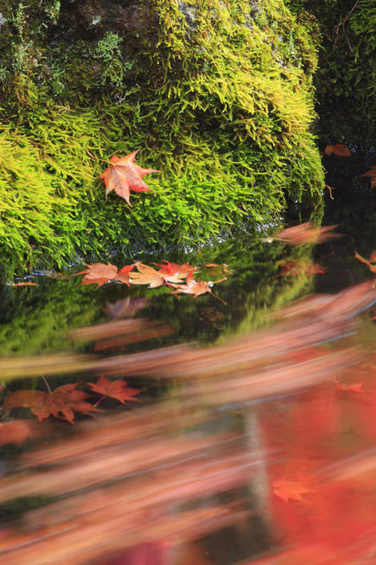 无人,竖图,俯视,室外,特写,白天,旅游,度假,河流,美景,秋季,水,植物,叶子,长野县,日本,亚洲,许多,朦胧,模糊,河水,景观,水流,枫叶,枯叶,落叶,苔藓,飘落,娱乐,黄色,红色,绿色,自然,享受,休闲,景色,放松,枫树叶,自然风光,东亚,本州,本州岛,日本国,中部地方,长野,叶,叶片,秋,秋天,彩图,高角度拍摄