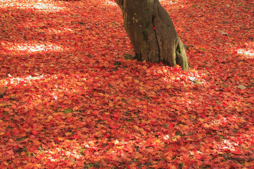 无人,横图,俯视,室外,白天,旅游,度假,美景,秋季,叶子,长野县,日本,亚洲,一根,阴影,光线,影子,景观,枫叶,枯叶,落叶,飘落,娱乐,树干,黄色,红色,阳光,自然,享受,休闲,景色,放松,枫树叶,自然风光,东亚,本州,本州岛,日本国,中部地方,长野,叶,叶片,秋,秋天,彩图,高角度拍摄