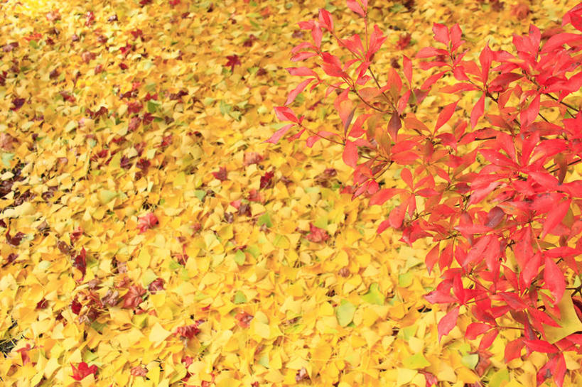 无人,横图,俯视,室外,特写,白天,旅游,度假,美景,秋季,植物,杜鹃花,叶子,长野县,日本,亚洲,盛开,景观,杜鹃,枯叶,落叶,草药,药草,花蕾,娱乐,中药,花,花瓣,花朵,鲜花,树叶,黄色,红色,自然,花苞,花蕊,享受,休闲,银杏叶,景色,放松,喜悦,克制,自然风光,药材,中草药,东亚,中药材,本草,本州,本州岛,日本国,中部地方,长野,红杜鹃,满山红,清明花,清时,山踯躅,红踯躅,白果叶,节制,欣喜,山石榴,映山红,叶,叶片,秋,秋天,彩图,高角度拍摄