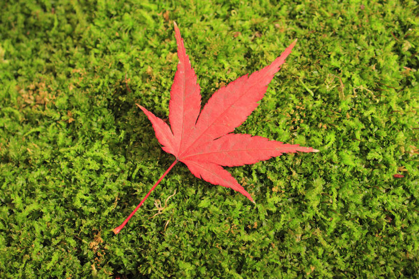 无人,横图,俯视,室外,特写,白天,旅游,度假,美景,秋季,植物,叶子,长野县,日本,亚洲,一片,许多,景观,枫叶,枯叶,落叶,苔藓,娱乐,黄色,红色,自然,享受,休闲,景色,放松,枫树叶,自然风光,东亚,本州,本州岛,日本国,中部地方,长野,叶,叶片,秋,秋天,彩图,高角度拍摄