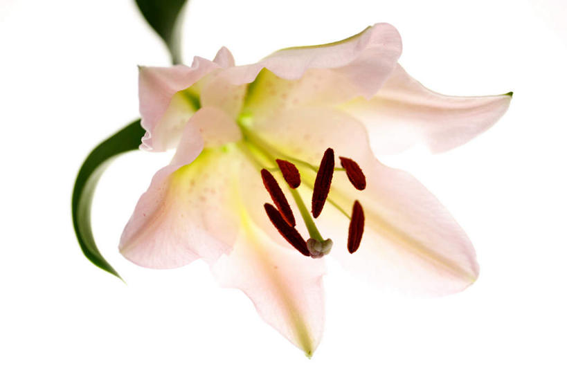 无人,横图,俯视,室内,特写,白天,白色背景,爱情,幸福,叶子,盛开,粉红色,绿叶,粉红,浪漫,花蕾,花,花瓣,花朵,鲜花,一朵,粉色,绿色,花苞,花蕊,健康,嫩叶,可爱,摄影,活泼,影棚,青春,满足,甜美,时髦,温柔,纯真,叶,叶片,彩图,高角度拍摄,影棚拍摄,拍摄