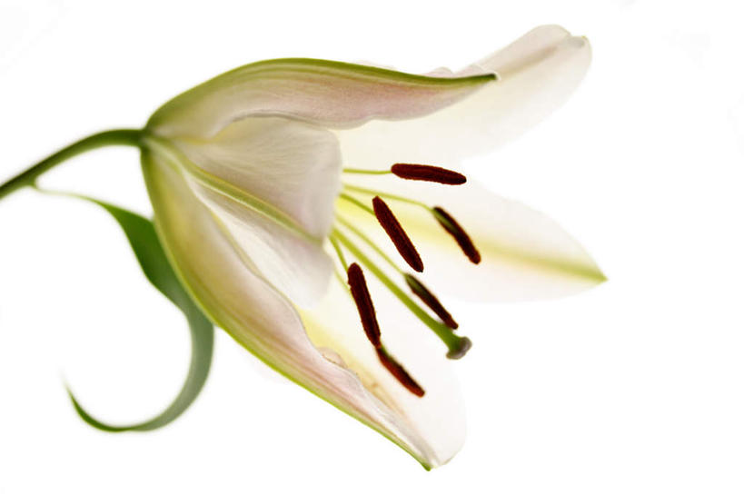 无人,横图,俯视,室内,特写,白天,白色背景,爱情,幸福,百合花,叶子,盛开,粉红色,绿叶,粉红,浪漫,花蕾,花,花瓣,花朵,鲜花,一朵,粉色,绿色,花苞,花蕊,健康,嫩叶,可爱,摄影,活泼,影棚,青春,满足,甜美,时髦,温柔,纯真,强瞿,百合蒜,倒仙,番韭,山丹,叶,叶片,彩图,高角度拍摄,影棚拍摄,拍摄