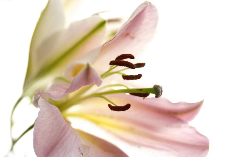 无人,横图,俯视,室内,特写,白天,白色背景,爱情,幸福,百合花,盛开,粉红色,粉红,浪漫,花蕾,花,花瓣,花朵,鲜花,一朵,粉色,花苞,花蕊,健康,可爱,摄影,活泼,影棚,青春,满足,甜美,时髦,温柔,纯真,强瞿,百合蒜,倒仙,番韭,山丹,彩图,高角度拍摄,影棚拍摄,拍摄