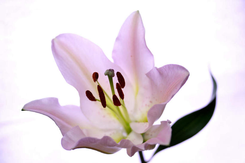 无人,横图,俯视,室内,特写,白天,白色背景,爱情,幸福,百合花,叶子,盛开,粉红色,绿叶,粉红,浪漫,花蕾,花,花瓣,花朵,鲜花,一朵,粉色,绿色,花苞,花蕊,健康,嫩叶,可爱,摄影,活泼,影棚,青春,满足,甜美,时髦,温柔,纯真,强瞿,百合蒜,倒仙,番韭,山丹,叶,叶片,彩图,高角度拍摄,影棚拍摄,拍摄