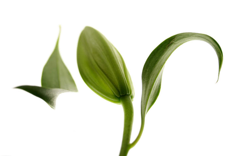 无人,横图,俯视,室内,特写,白天,白色背景,爱情,幸福,百合花,叶子,盛开,粉红色,绿叶,粉红,浪漫,花蕾,花,花瓣,花朵,鲜花,一朵,粉色,绿色,花苞,花蕊,健康,嫩叶,可爱,摄影,活泼,影棚,青春,满足,甜美,时髦,温柔,纯真,强瞿,百合蒜,倒仙,番韭,山丹,叶,叶片,彩图,高角度拍摄,影棚拍摄,拍摄