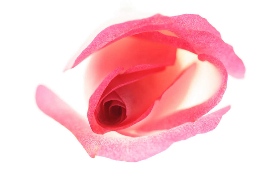 无人,横图,俯视,室内,特写,白天,白色背景,爱情,幸福,纯洁,热情,玫瑰,朦胧,模糊,盛开,玫瑰花,浪漫,花蕾,花,花瓣,花朵,鲜花,一朵,红色,花苞,花蕊,温暖,温馨,恩爱,摄影,影棚,和睦,感动,尊敬,天真,刺玫花,徘徊花,彩图,高角度拍摄,影棚拍摄,拍摄,融洽