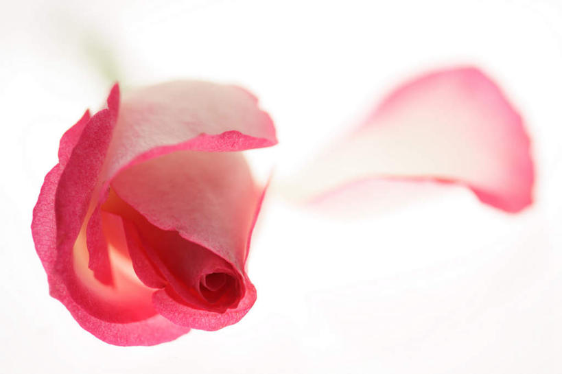 无人,横图,俯视,室内,特写,白天,白色背景,爱情,幸福,纯洁,热情,玫瑰,朦胧,模糊,盛开,玫瑰花,浪漫,花蕾,花,花瓣,花朵,鲜花,一朵,红色,花苞,花蕊,温暖,温馨,恩爱,摄影,影棚,和睦,感动,尊敬,天真,刺玫花,徘徊花,彩图,高角度拍摄,影棚拍摄,拍摄,融洽