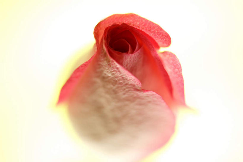 无人,横图,俯视,室内,特写,白天,白色背景,爱情,幸福,纯洁,热情,玫瑰,朦胧,模糊,盛开,玫瑰花,浪漫,花蕾,花,花瓣,花朵,鲜花,一朵,红色,花苞,花蕊,温暖,温馨,恩爱,摄影,影棚,和睦,感动,尊敬,天真,刺玫花,徘徊花,彩图,高角度拍摄,影棚拍摄,拍摄,融洽