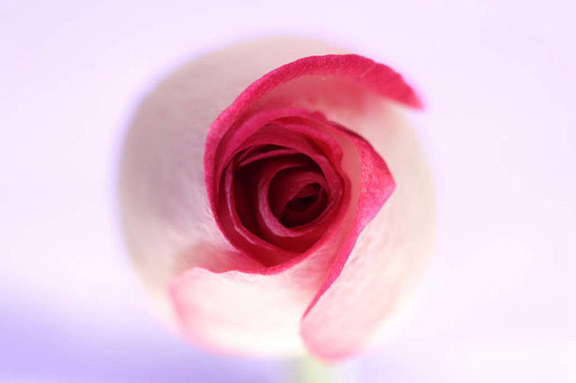 无人,横图,俯视,室内,白天,白色背景,爱情,幸福,纯洁,热情,玫瑰,朦胧,模糊,盛开,玫瑰花,浪漫,花蕾,花,花瓣,花朵,鲜花,一朵,红色,花苞,花蕊,温暖,温馨,恩爱,摄影,影棚,和睦,感动,尊敬,天真,刺玫花,徘徊花,彩图,高角度拍摄,影棚拍摄,拍摄,融洽