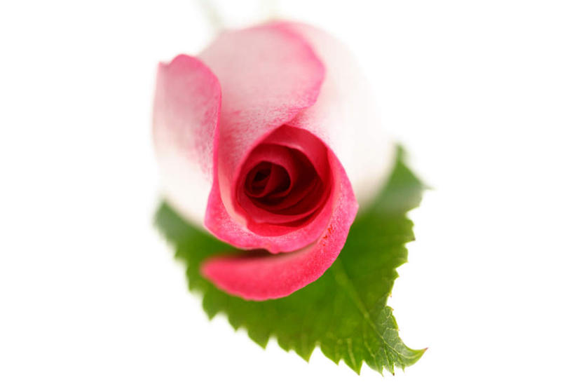 无人,横图,俯视,室内,特写,白天,白色背景,爱情,幸福,纯洁,热情,玫瑰,叶子,朦胧,模糊,盛开,绿叶,玫瑰花,浪漫,花蕾,花,花瓣,花朵,鲜花,一朵,红色,绿色,花苞,花蕊,温暖,温馨,嫩叶,恩爱,摄影,影棚,和睦,感动,尊敬,天真,刺玫花,徘徊花,叶,叶片,彩图,高角度拍摄,影棚拍摄,拍摄,融洽