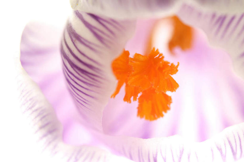 无人,横图,俯视,室内,特写,白天,白色背景,快乐,朦胧,模糊,盛开,花蕾,藏红花,花,花瓣,花朵,鲜花,一朵,紫色,花苞,花蕊,摄影,影棚,保护,番红花,西红花,彩图,高角度拍摄,影棚拍摄,拍摄