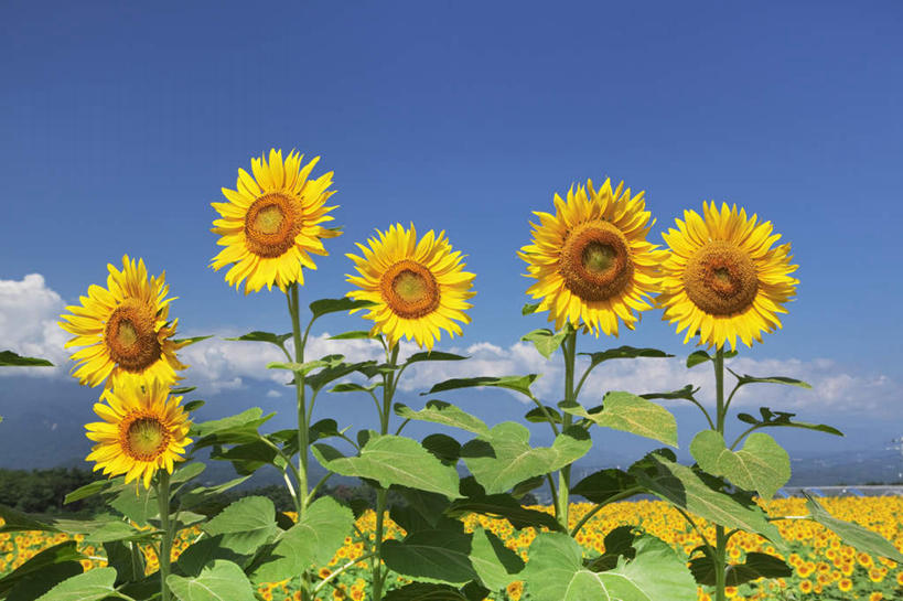 无人,横图,室外,白天,正面,爱情,旅游,度假,幸福,花海,花圃,美景,太阳,植物,向日葵,叶子,日本,亚洲,许多,阴影,盛开,光线,影子,景观,云,云朵,花蕾,云彩,娱乐,花,花瓣,花朵,花卉,鲜花,黄色,蓝色,绿色,白云,蓝天,天空,阳光,自然,花丛,花束,花田,天,花苞,花蕊,享受,休闲,景色,放松,晴朗,自然风光,光辉,东亚,沉默,忠诚,本州,本州岛,日本国,中部地方,山梨,山梨县,勇敢,投缘,爱慕,高傲,朝阳花,葵花,望日莲,向阳花,转日莲,晴空,彩图