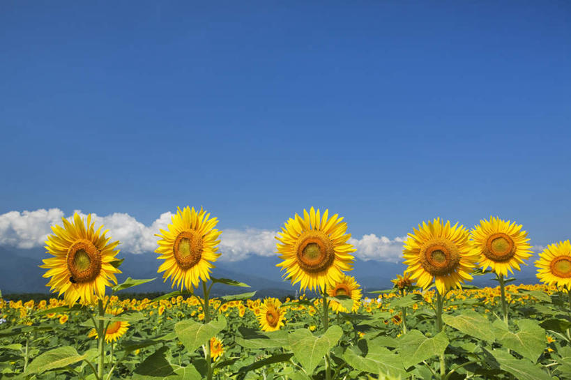 无人,横图,室外,白天,正面,爱情,旅游,度假,幸福,花海,花圃,美景,太阳,植物,向日葵,叶子,日本,亚洲,许多,盛开,景观,云,云朵,花蕾,云彩,娱乐,花,花瓣,花朵,花卉,鲜花,黄色,蓝色,绿色,白云,蓝天,天空,自然,花丛,花束,花田,天,花苞,花蕊,享受,休闲,景色,放松,晴朗,自然风光,光辉,东亚,沉默,忠诚,本州,本州岛,日本国,中部地方,山梨,山梨县,勇敢,投缘,爱慕,高傲,朝阳花,葵花,望日莲,向阳花,转日莲,晴空,彩图