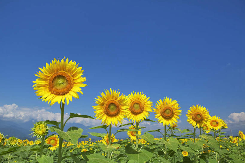 无人,横图,室外,白天,仰视,爱情,旅游,度假,幸福,花海,花圃,美景,太阳,植物,向日葵,叶子,日本,亚洲,许多,盛开,景观,云,云朵,花蕾,云彩,娱乐,花,花瓣,花朵,花卉,鲜花,黄色,蓝色,绿色,白云,蓝天,天空,自然,花丛,花束,花田,天,花苞,花蕊,享受,休闲,景色,放松,晴朗,自然风光,光辉,东亚,沉默,忠诚,本州,本州岛,日本国,中部地方,山梨,山梨县,勇敢,投缘,爱慕,高傲,朝阳花,葵花,望日莲,向阳花,转日莲,晴空,彩图,低角度拍摄