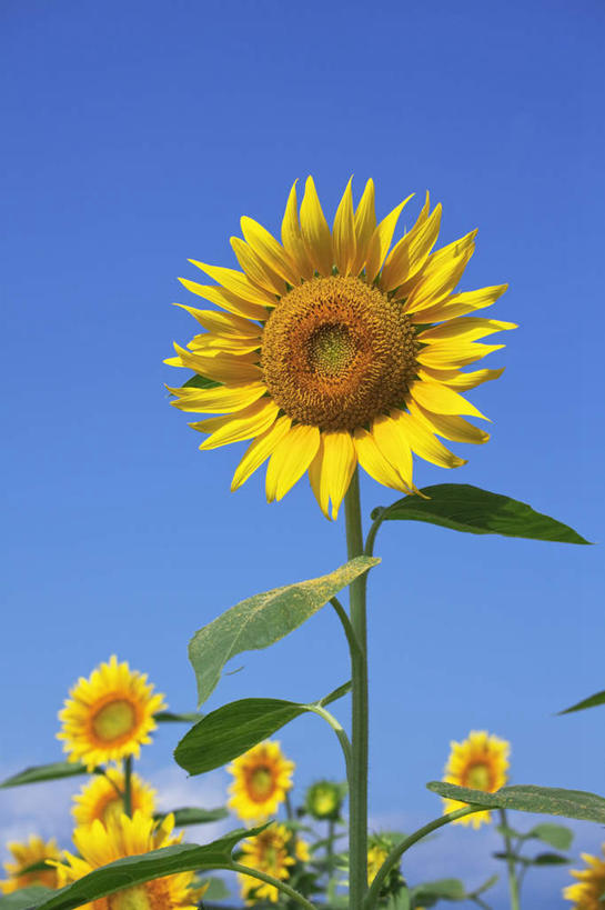 无人,竖图,室外,特写,白天,仰视,旅游,度假,花海,花圃,美景,森林,树林,植物,叶子,日本,亚洲,盛开,景观,云,云朵,花蕾,云彩,娱乐,花,花瓣,花朵,花卉,鲜花,树,树木,蓝色,绿色,白云,蓝天,天空,自然,花丛,花束,花田,天,花苞,花蕊,享受,休闲,景色,放松,生长,晴朗,成长,自然风光,东亚,本州,本州岛,日本国,中部地方,山梨,山梨县,晴空,彩图,低角度拍摄