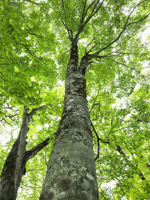 无人,竖图,室外,特写,白天,仰视,旅游,度假,美景,森林,树林,植物,叶子,日本,亚洲,景观,绿叶,娱乐,树,树干,树木,蓝色,绿色,蓝天,天空,自然,天,享受,休闲,嫩叶,景色,放松,生长,晴朗,成长,自然风光,东亚,山毛榉,本州,万里无云,本州岛,日本国,中部地方,岐阜,岐阜县,麻栎金刚,山毛榉树,叶,叶片,晴空,晴空万里,彩图,低角度拍摄