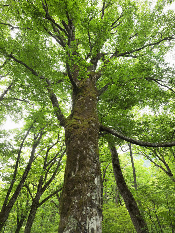 无人,竖图,室外,特写,白天,仰视,旅游,度假,美景,森林,树林,植物,叶子,日本,亚洲,景观,绿叶,娱乐,树,树干,树木,蓝色,绿色,蓝天,天空,自然,天,享受,休闲,嫩叶,景色,放松,生长,晴朗,成长,自然风光,东亚,山毛榉,本州,万里无云,本州岛,日本国,中部地方,岐阜,岐阜县,麻栎金刚,山毛榉树,叶,叶片,晴空,晴空万里,彩图,低角度拍摄