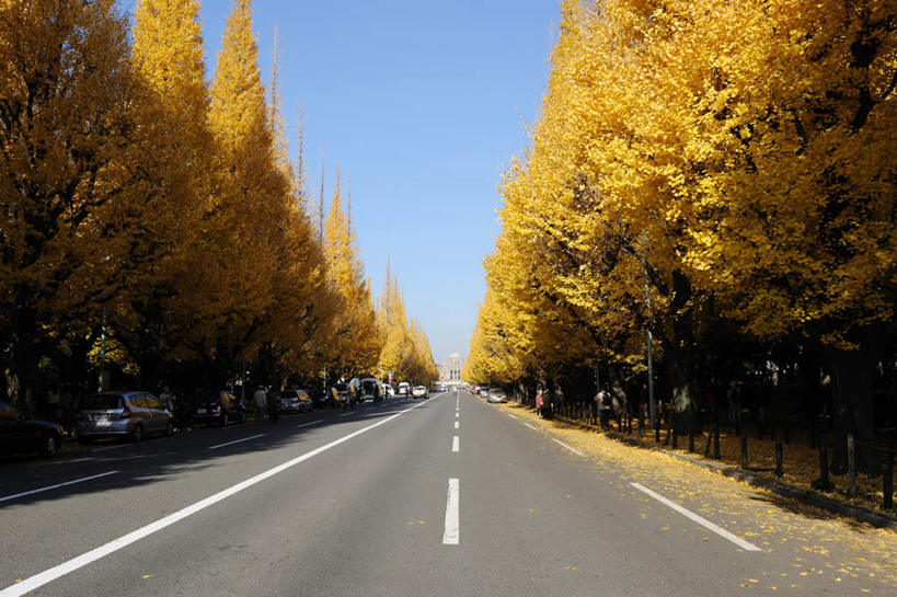 无人,横图,室外,白天,正面,旅游,度假,美景,森林,树林,植物,道路,路,公路,银杏树,叶子,东京,日本,亚洲,一排,许多,阴影,反射,影子,景观,分界线,枯叶,落叶,停车线,交通,娱乐,树,树木,黄色,蓝色,绿色,蓝天,天空,自然,天,享受,休闲,景色,放松,生长,晴朗,成长,车行道,车行道分界线,自然风光,标线,东亚,车行线,本州,万里无云,关东地方,本州岛,日本国,东京都,鸭脚树,叶,叶片,晴空,晴空万里,马路,银杏,公孙树,白果,彩图