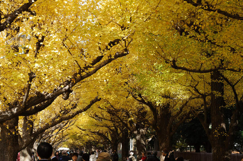 东方人,横图,室外,白天,仰视,秋季,森林,树林,植物,银杏树,叶子,东京,日本,亚洲,一排,许多,行人,阴影,反射,影子,枯叶,落叶,许多人,黄种人,路人,树,树木,黄色,蓝色,绿色,蓝天,天空,自然,天,一群人,生长,晴朗,成长,东亚,本州,万里无云,关东地方,本州岛,日本国,东京都,鸭脚树,过客,男人,男性,女人,女性,中年男性,中年女性,亚洲人,叶,叶片,晴空,晴空万里,秋,秋天,银杏,公孙树,白果,半身,彩图,低角度拍摄