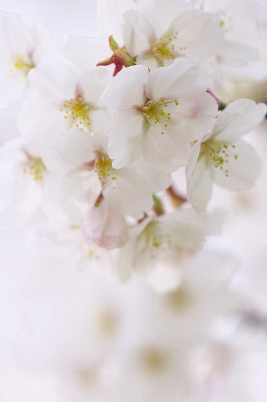 无人,竖图,俯视,室外,特写,白天,美景,樱花,京都,日本,亚洲,许多,朦胧,模糊,盛开,景观,花蕾,花,花瓣,花朵,鲜花,白色,自然,花苞,花蕊,景色,京都府,自然风光,东亚,本州,本州岛,日本国,近畿地方,近畿,仙樱花,福岛樱,青肤樱,荆桃,彩图,高角度拍摄