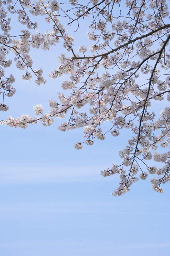 无人,竖图,室外,特写,白天,仰视,旅游,度假,美景,樱花,京都,日本,亚洲,许多,阴影,盛开,光线,影子,景观,云,云朵,粉红色,花蕾,云彩,娱乐,花,花瓣,花朵,鲜花,蓝色,白云,蓝天,天空,阳光,自然,天,花苞,花蕊,享受,休闲,景色,放松,京都府,晴朗,自然风光,东亚,本州,本州岛,日本国,近畿地方,近畿,仙樱花,福岛樱,青肤樱,晴空,荆桃,彩图,低角度拍摄