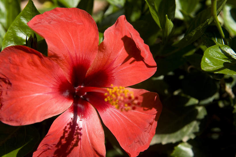 无人,横图,俯视,室外,特写,白天,美景,植物,叶子,非洲,摩洛哥,阴影,朦胧,模糊,光线,影子,景观,绿叶,树,树木,一朵,红色,绿色,阳光,自然,嫩叶,景色,生长,成长,芙蓉,芙蓉花,自然风光,木芙蓉,拒霜花,地芙蓉,阿非利加洲,摩洛哥王国,叶,叶片,彩图,高角度拍摄