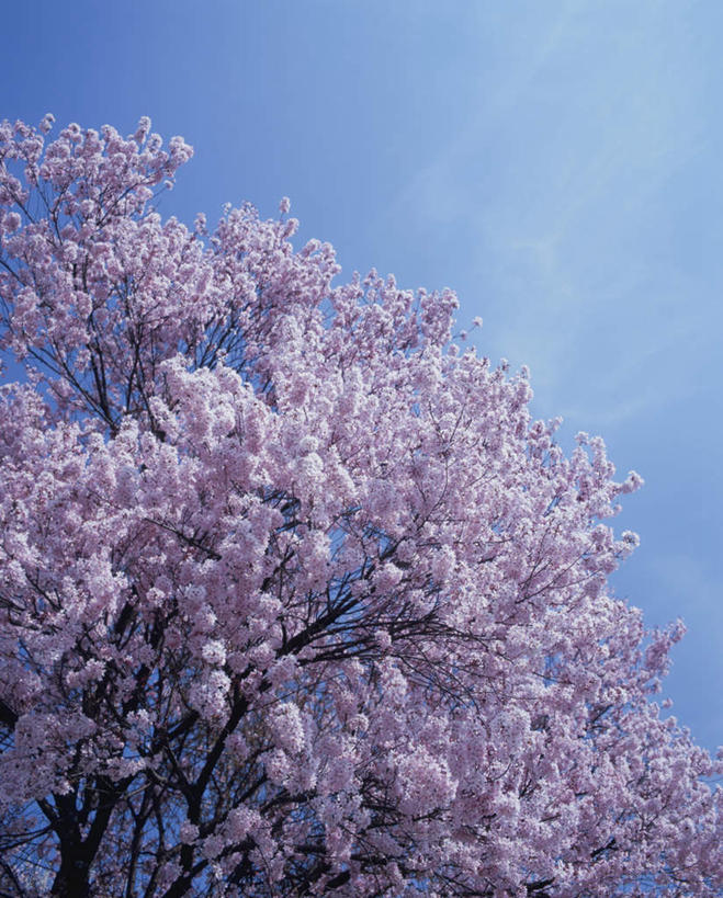 无人,竖图,室外,白天,仰视,旅游,度假,幸福,纯洁,美景,树林,植物,樱花,长野县,日本,亚洲,许多,阴影,盛开,光线,影子,景观,粉红色,花蕾,娱乐,花,花瓣,花朵,鲜花,树,树木,蓝色,绿色,蓝天,天空,阳光,自然,天,花苞,花蕊,享受,休闲,景色,放松,生长,晴朗,成长,等待,生命,自然风光,东亚,本州,万里无云,本州岛,日本国,中部地方,长野,仙樱花,福岛樱,青肤樱,高尚,热烈,晴空,晴空万里,荆桃,彩图,低角度拍摄