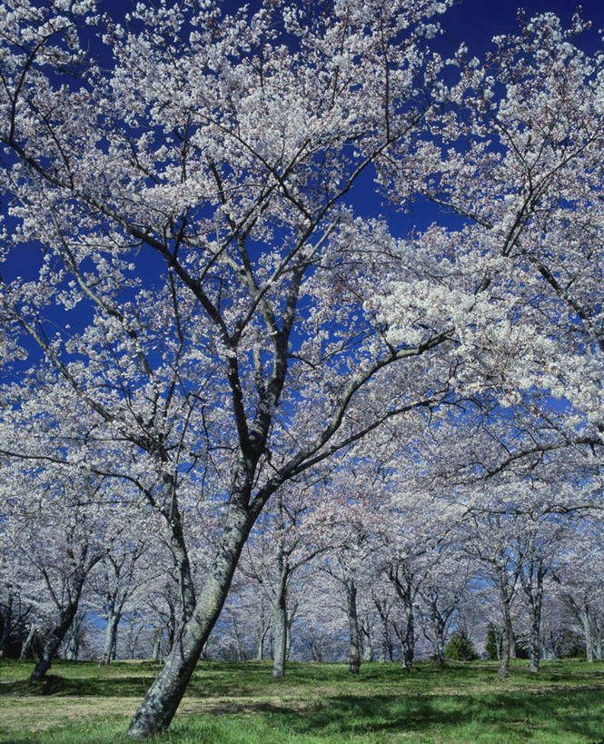 无人,竖图,室外,白天,仰视,旅游,度假,草地,草坪,美景,树林,植物,樱花,静冈县,日本,亚洲,许多,阴影,盛开,光线,影子,景观,粉红色,花蕾,娱乐,草,花,花瓣,花朵,鲜花,树,树木,蓝色,绿色,蓝天,天空,阳光,自然,天,花苞,花蕊,享受,休闲,景色,放松,生长,晴朗,成长,自然风光,东亚,本州,万里无云,本州岛,日本国,中部地方,静冈,仙樱花,福岛樱,青肤樱,晴空,晴空万里,荆桃,彩图,低角度拍摄