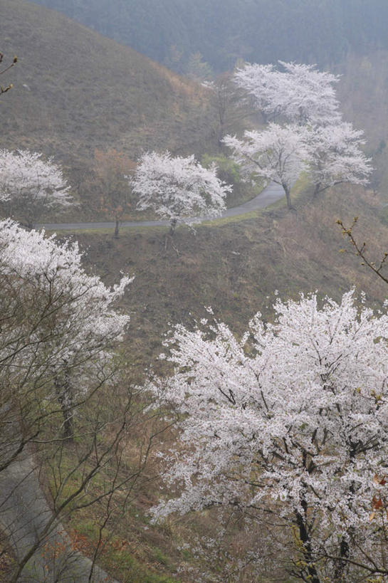 无人,竖图,俯视,室外,白天,旅游,度假,美景,森林,山,山脉,树林,植物,雾,道路,路,公路,樱花,大分县,日本,亚洲,阴影,朦胧,模糊,盛开,光线,影子,景观,山峰,交通,山峦,花蕾,娱乐,花,花瓣,花朵,鲜花,树,树木,绿色,阳光,自然,群山,花苞,花蕊,享受,休闲,景色,放松,生长,成长,迷雾,自然风光,东亚,日本国,九州本岛,九州,九州岛,九州地方,仙樱花,福岛樱,青肤樱,大分,大雾,马路,荆桃,彩图,高角度拍摄