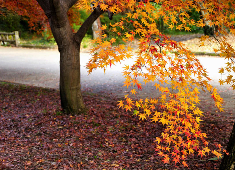 无人,横图,室外,白天,正面,旅游,度假,美景,道路,路,公路,枫树,叶子,京都,日本,亚洲,许多,景观,交通,娱乐,红色,绿色,自然,享受,休闲,橙色,景色,放松,京都府,自然风光,东亚,本州,本州岛,日本国,近畿地方,近畿,马路,彩图