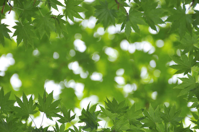 无人,横图,室外,白天,仰视,旅游,度假,美景,叶子,大分县,日本,亚洲,阴影,朦胧,模糊,光线,影子,景观,绿叶,娱乐,阳光,自然,享受,休闲,嫩叶,景色,放松,自然风光,东亚,日本国,九州本岛,九州,九州岛,九州地方,大分,叶,叶片,彩图,低角度拍摄