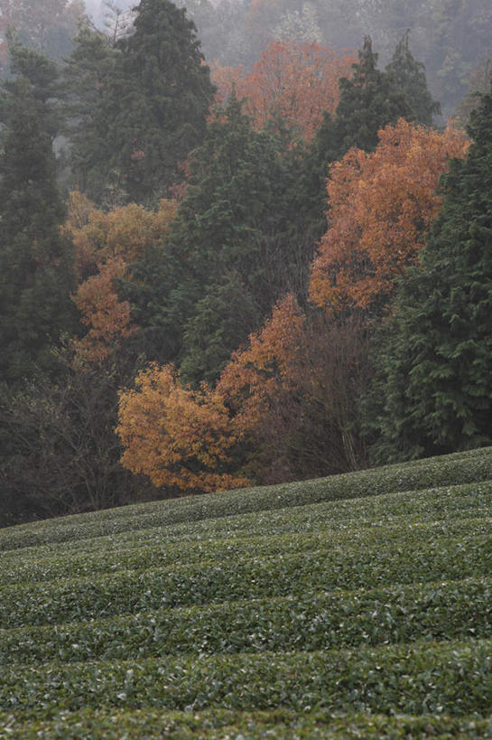 无人,农田,竖图,室外,白天,正面,旅游,度假,幸福,庄稼,农作物,美景,茶,奈良县,日本,亚洲,许多,景观,茶叶,娱乐,茶园,蓝色,绿色,蓝天,天空,自然,天,享受,休闲,温馨,景色,放松,乐趣,晴朗,提神,舒适,自然风光,醒脑,东亚,本州,万里无云,本州岛,日本国,近畿地方,奈良,近畿,茶山,晴空,晴空万里,彩图,耕地,庄稼田