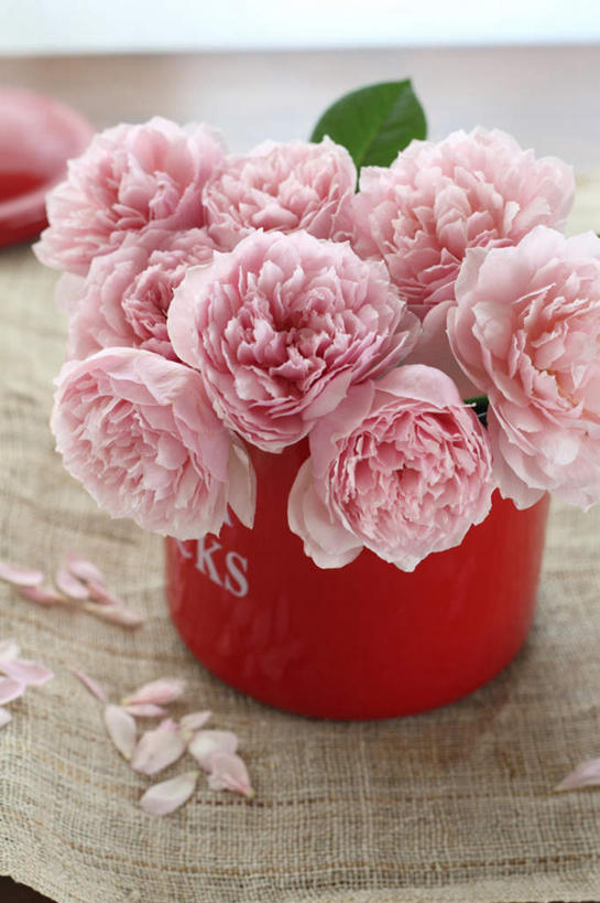 无人,客厅,竖图,俯视,室内,特写,白天,爱情,幸福,纯洁,热情,餐桌,桌子,玫瑰,花瓶,叶子,一片,许多,阴影,反射,英文,标志,布料,文字,影子,字符,塑料,字母,绿叶,玫瑰花,浪漫,布纹,标识,桌布,花瓣,粉色,红色,餐巾,瓶子,塑料制品,台布,温暖,温馨,嫩叶,恩爱,餐台,英文字母,和睦,起居室,感动,尊敬,天真,刺玫花,徘徊花,叶,叶片,彩图,高角度拍摄,融洽