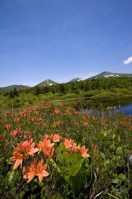 无人,竖图,室外,白天,正面,旅游,度假,草地,草坪,湖,湖泊,美景,山,山脉,水,植物,日本,亚洲,许多,盛开,湖面,景观,山峰,水流,水面,云,云朵,山峦,花蕾,云彩,娱乐,草,花,花瓣,花朵,鲜花,红色,蓝色,绿色,白云,蓝天,天空,自然,湖水,群山,天,花苞,花蕊,享受,休闲,景色,放松,晴朗,自然风光,东亚,本州,本州岛,日本国,青森,青森县,东北地方,十和田市,十和田,晴空,彩图