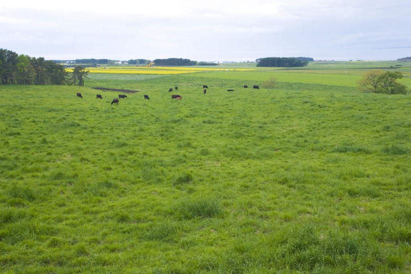 无人,站,横图,室外,白天,正面,旅游,度假,草地,草坪,美景,植物,牛,神奈川,日本,亚洲,许多,地平线,景观,云,云朵,辽阔,地面,横滨,横滨市,神奈川县,云彩,娱乐,草,蓝色,绿色,白云,蓝天,天空,自然,动物,天,站着,享受,休闲,家畜,景色,放松,牲畜,晴朗,一望无际,自然风光,延伸,东亚,本州,首府,关东地方,本州岛,日本国,天地相交,晴空,站立,彩图