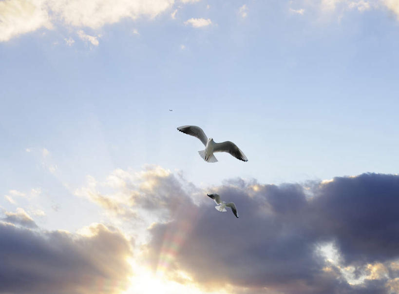 无人,横图,室外,白天,仰视,旅游,度假,美景,日落,东京,日本,亚洲,景观,晚霞,霞光,云,云朵,云彩,娱乐,蓝色,白云,蓝天,天空,自然,黄昏,天,享受,休闲,景色,彩霞,放松,晴朗,自然风光,东亚,本州,关东地方,本州岛,日本国,东京都,晴空,夕阳,彩图,低角度拍摄