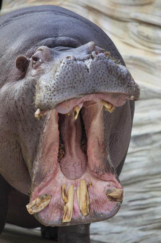 头,无人,站,竖图,室外,特写,白天,正面,河流,水,河马,野生动物,叶子,一头,波纹,朦胧,模糊,河水,水流,绿叶,涟漪,倒影,水纹,动物,波浪,站着,张嘴,嫩叶,倒映,凶猛,张大嘴巴,水晕,反照,头部,叶,叶片,张开嘴,站立,半身,彩图