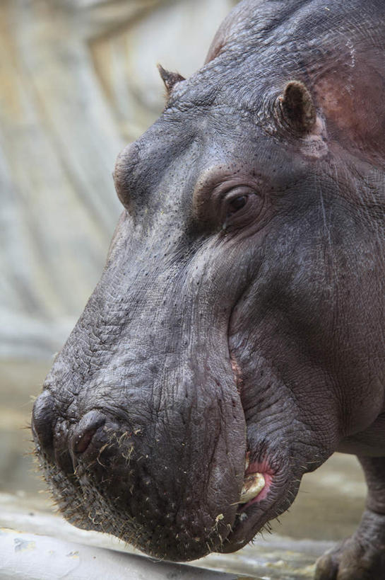 头,无人,站,竖图,室外,特写,白天,侧面,河流,水,河马,野生动物,叶子,一头,波纹,朦胧,模糊,河水,水流,绿叶,涟漪,倒影,水纹,动物,波浪,站着,嫩叶,倒映,凶猛,水晕,反照,头部,叶,叶片,站立,半身,彩图