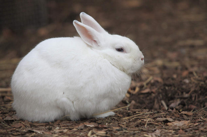 无人,横图,俯视,室外,特写,白天,哺乳动物,叶子,一堆,许多,堆叠,堆积,朦胧,模糊,兔子,枯叶,落叶,一只,白色,动物,趴着,堆,兔,叶,叶片,趴,彩图,高角度拍摄,全身