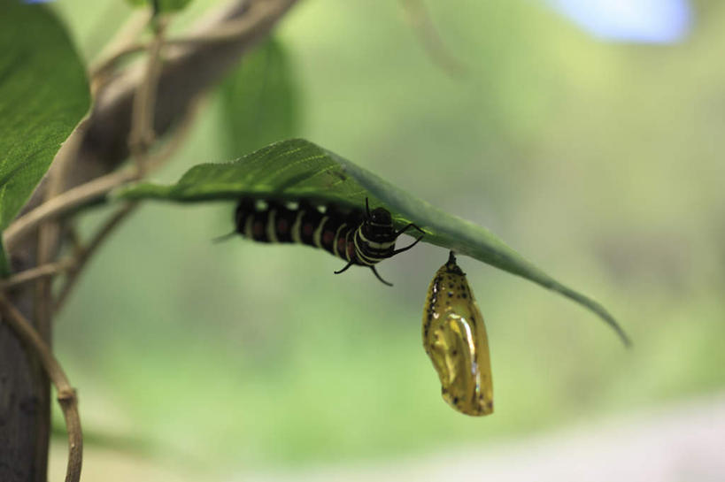 无人,横图,室外,特写,白天,正面,旅游,度假,美景,蝴蝶,叶子,花纹,朦胧,模糊,昆虫,景观,绿叶,娱乐,一个,自然,动物,享受,休闲,嫩叶,景色,放松,单个,自然风光,斑纹,益虫,蝶蛹,叶,叶片,半身,彩图