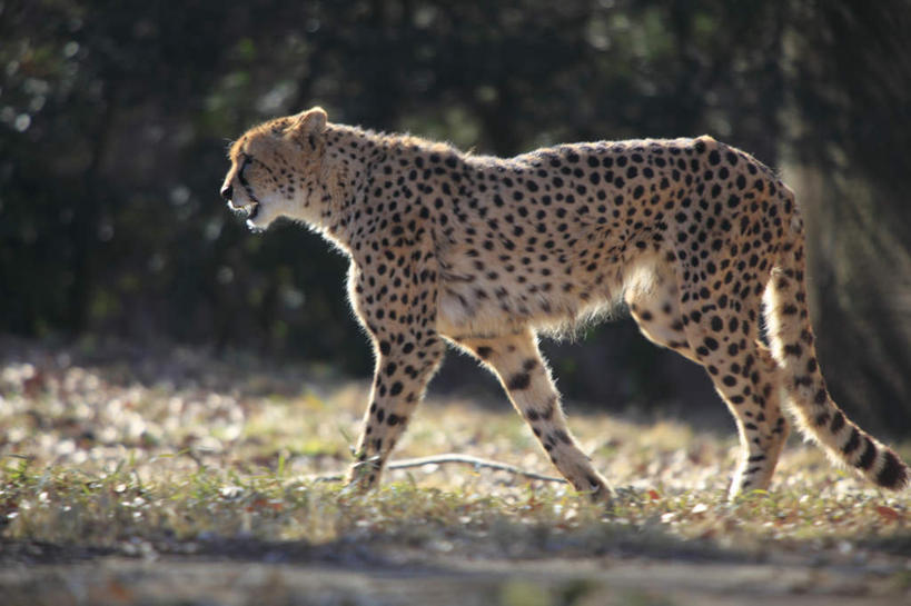 无人,走,横图,室外,白天,侧面,草地,草坪,树林,植物,豹子,野生动物,阴影,花纹,朦胧,模糊,光线,图案,影子,草,树,树木,绿色,阳光,自然,动物,生长,成长,金钱豹,凶猛,文豹,残暴,凶残,花豹,豹,步行,散步,走路,半身,彩图