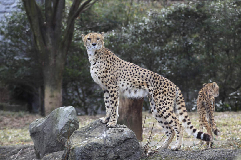 无人,站,横图,室外,白天,侧面,草地,草坪,石头,植物,豹子,野生动物,石子,扭头,注视,草,树,树木,绿色,自然,动物,观察,看,站着,转头,两只,生长,成长,观看,察看,关注,金钱豹,凶猛,文豹,残暴,凶残,石块,岩石,花豹,豹,站立,彩图,全身