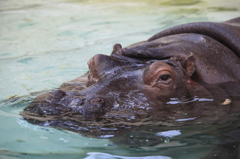 无人,横图,俯视,室外,特写,白天,河流,水,河马,野生动物,一头,波纹,朦胧,模糊,河水,水流,涟漪,倒影,水纹,动物,波浪,倒映,凶猛,水晕,反照,残暴,凶残,半身,彩图,高角度拍摄