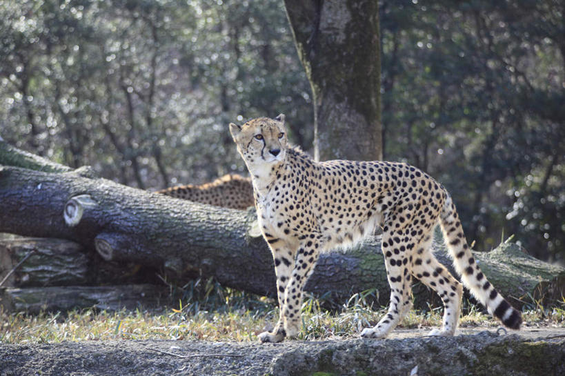 无人,走,横图,室外,特写,白天,正面,草地,草坪,石头,树林,植物,野生动物,阴影,朦胧,模糊,光线,石子,影子,地面,草,树,树干,树木,绿色,阳光,自然,动物,活泼,生长,成长,金钱豹,凶猛,文豹,残暴,凶残,石块,花豹,豹,步行,散步,走路,彩图,全身