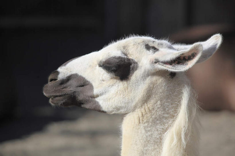 头,无人,站,横图,室外,特写,白天,侧面,野生动物,阴影,朦胧,模糊,光线,影子,注视,骆驼,阳光,动物,观察,看,站着,运输,观看,察看,关注,沙漠之舟,单峰骆驼,头部,站立,半身,彩图