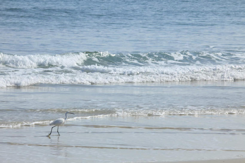 无人,站,横图,室外,白天,正面,海浪,海洋,沙滩,海鸟,鸟,鸟类,沙子,海岸,浪花,水平线,辽阔,海平线,沙地,一只,蓝色,蓝天,天空,海水,天,站着,广阔,晴朗,一望无际,海景,万里无云,无边无际,一马平川,大海,风浪,海,海水的波动,海滩,近岸浪,涌浪,晴空,晴空万里,站立,彩图,水天相接,水天一线