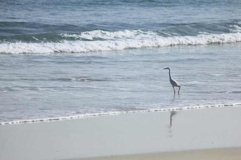 无人,站,横图,室外,白天,正面,海浪,海洋,沙滩,海鸟,鸟,鸟类,沙子,海岸,浪花,水平线,辽阔,海平线,沙地,一只,蓝色,蓝天,天空,海水,天,站着,广阔,晴朗,一望无际,海景,万里无云,无边无际,一马平川,大海,风浪,海,海水的波动,海滩,近岸浪,涌浪,晴空,晴空万里,站立,彩图,水天相接,水天一线
